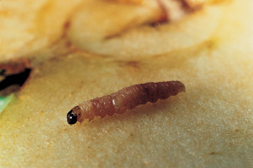 Apfelwickler (Cydia = Carpocapsa pomonella), Raupe auf einer Apfelfrucht
Codling moth (Cydia = Carpocapsa pomonella), larva (L4 instar)